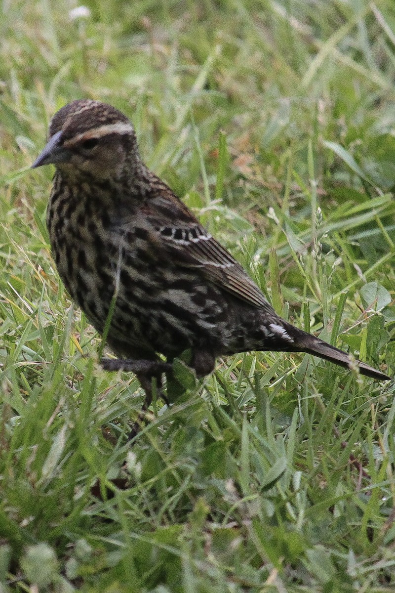 Red-winged Blackbird - ML613699413