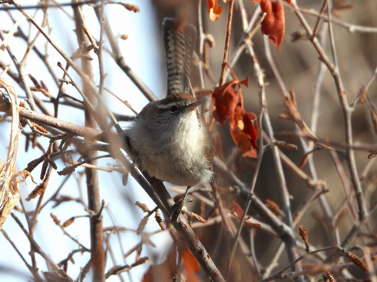 Bewick's Wren - ML613699571