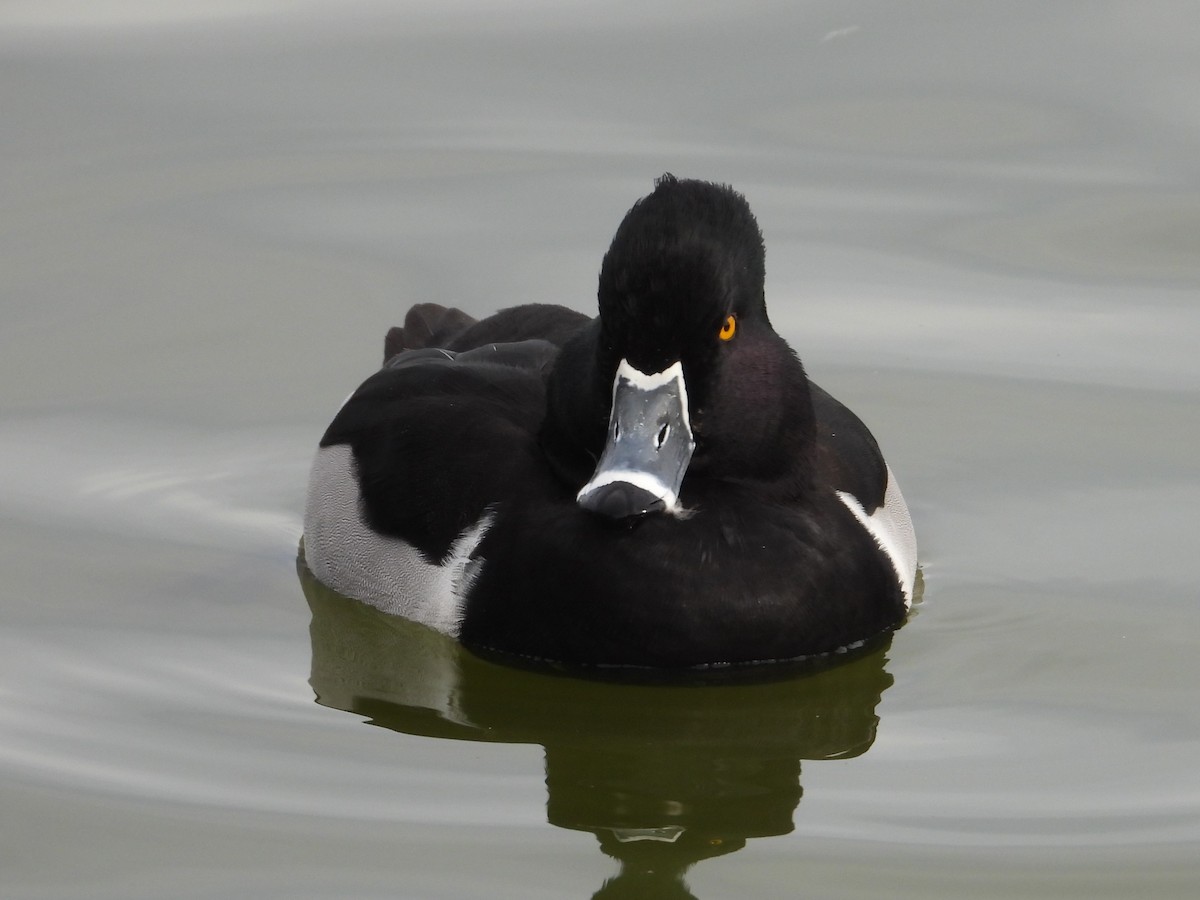 Ring-necked Duck - ML613699581