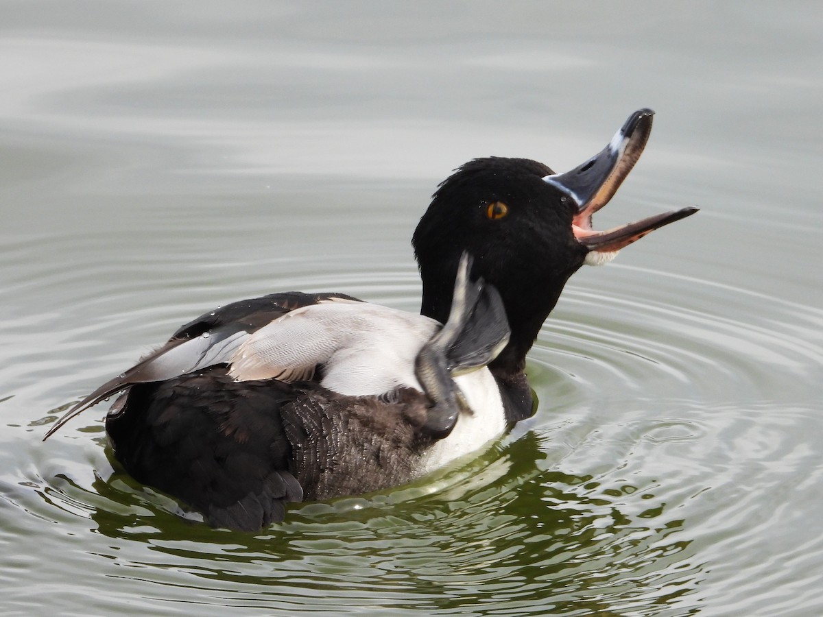 Ring-necked Duck - ML613699590