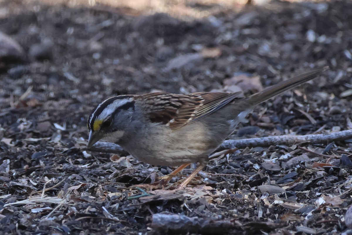 White-throated Sparrow - ML613699629
