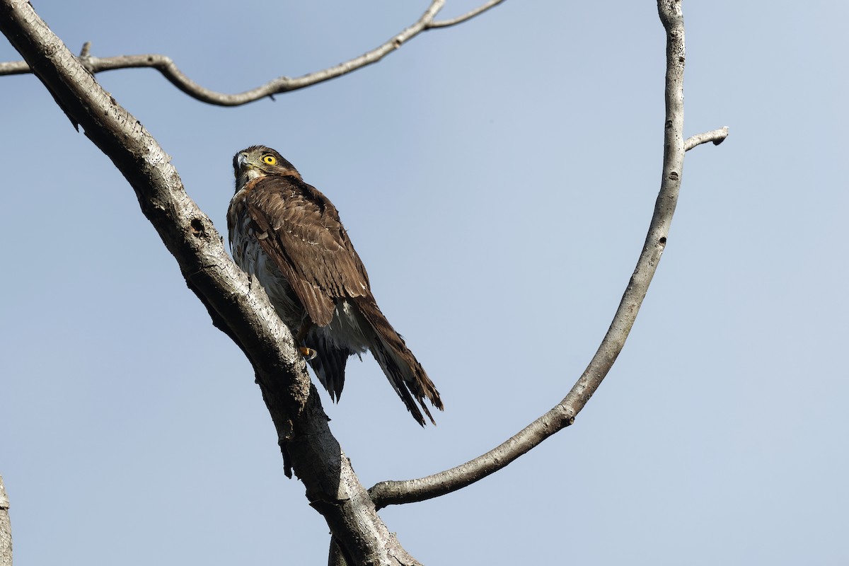 Crested Goshawk - ML613699657