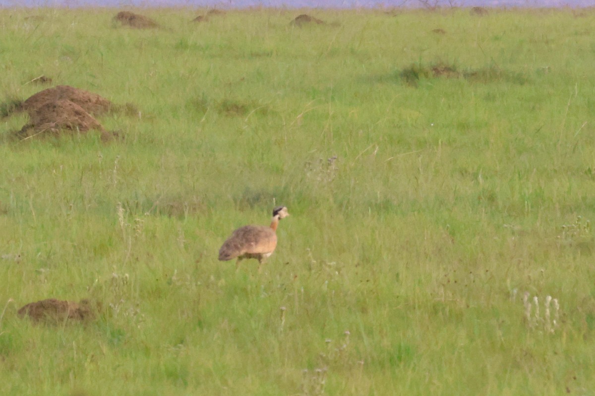 White-bellied Bustard (Barrow's) - Audrey Whitlock