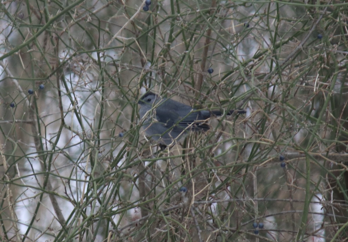 Gray Catbird - ML613699771