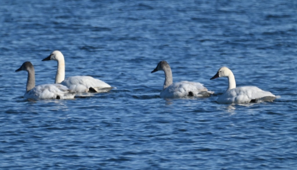 Tundra Swan - Steve Davis