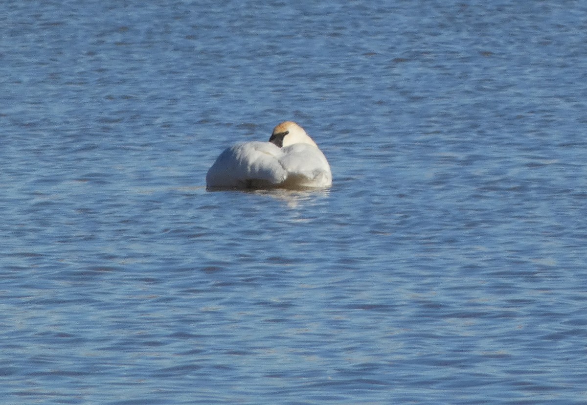 Trumpeter Swan - Judy Lazarus Yellon