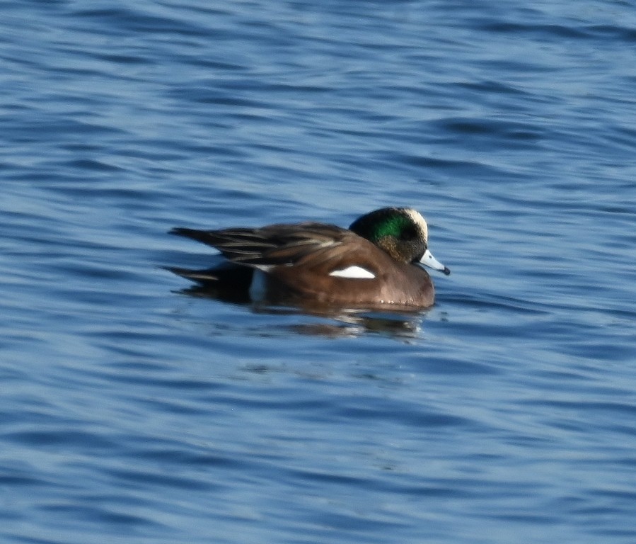 American Wigeon - ML613699818