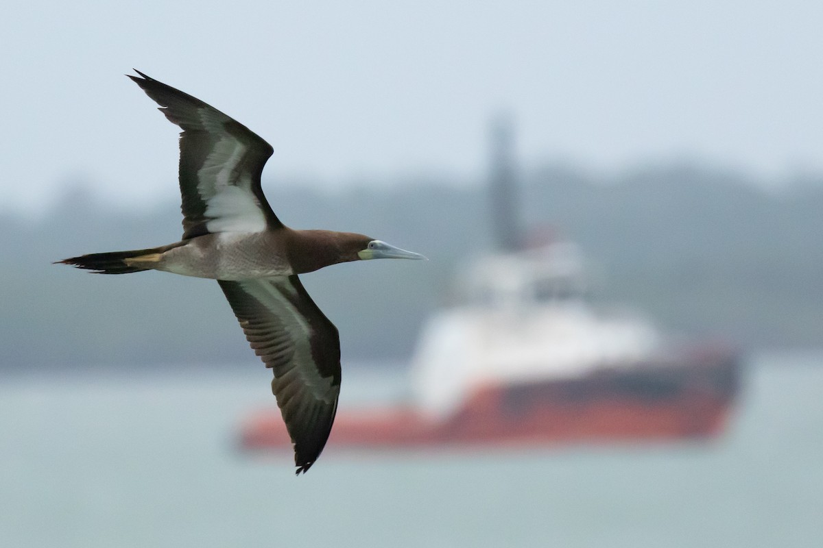 Brown Booby - ML613699849