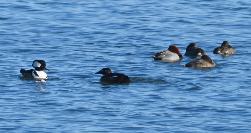 White-winged Scoter - ML613699852