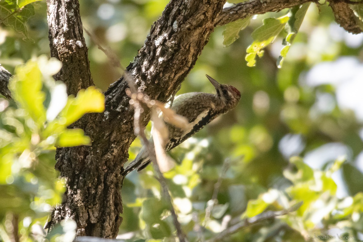 Yellow-bellied Sapsucker - ML613699881