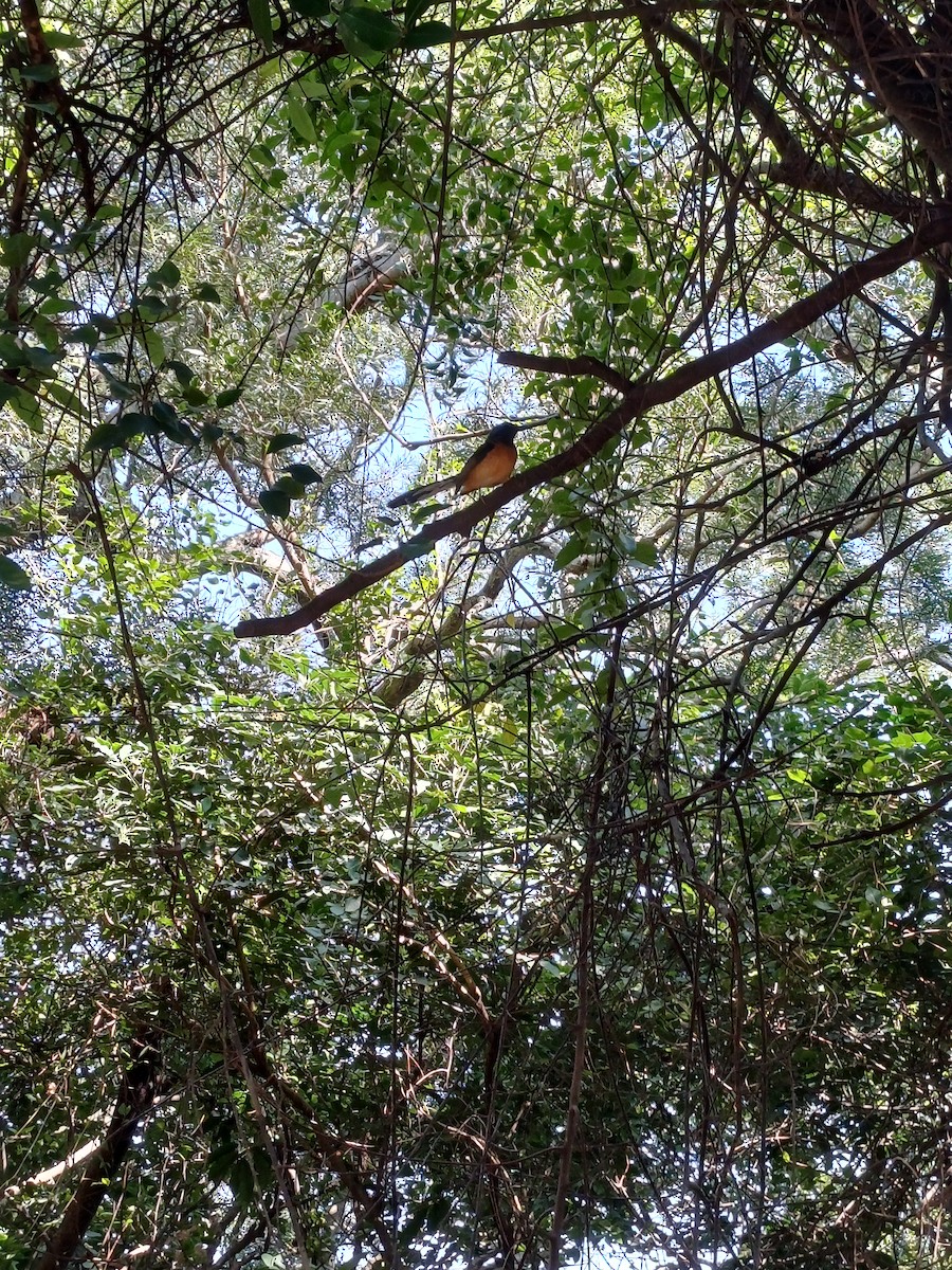 White-rumped Shama - ML613699909