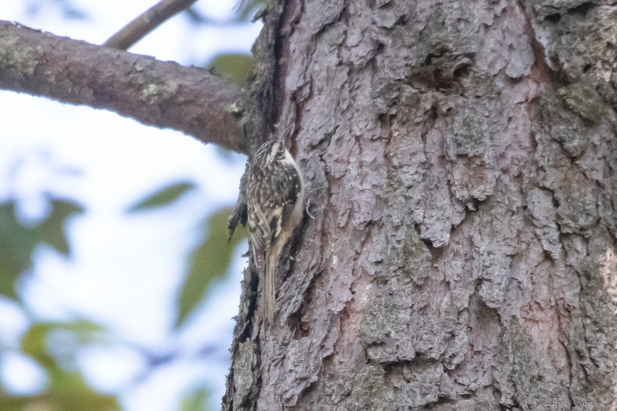 Brown Creeper - ML613699939