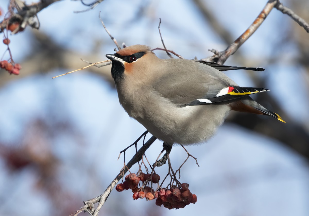 Bohemian Waxwing - ML613699940