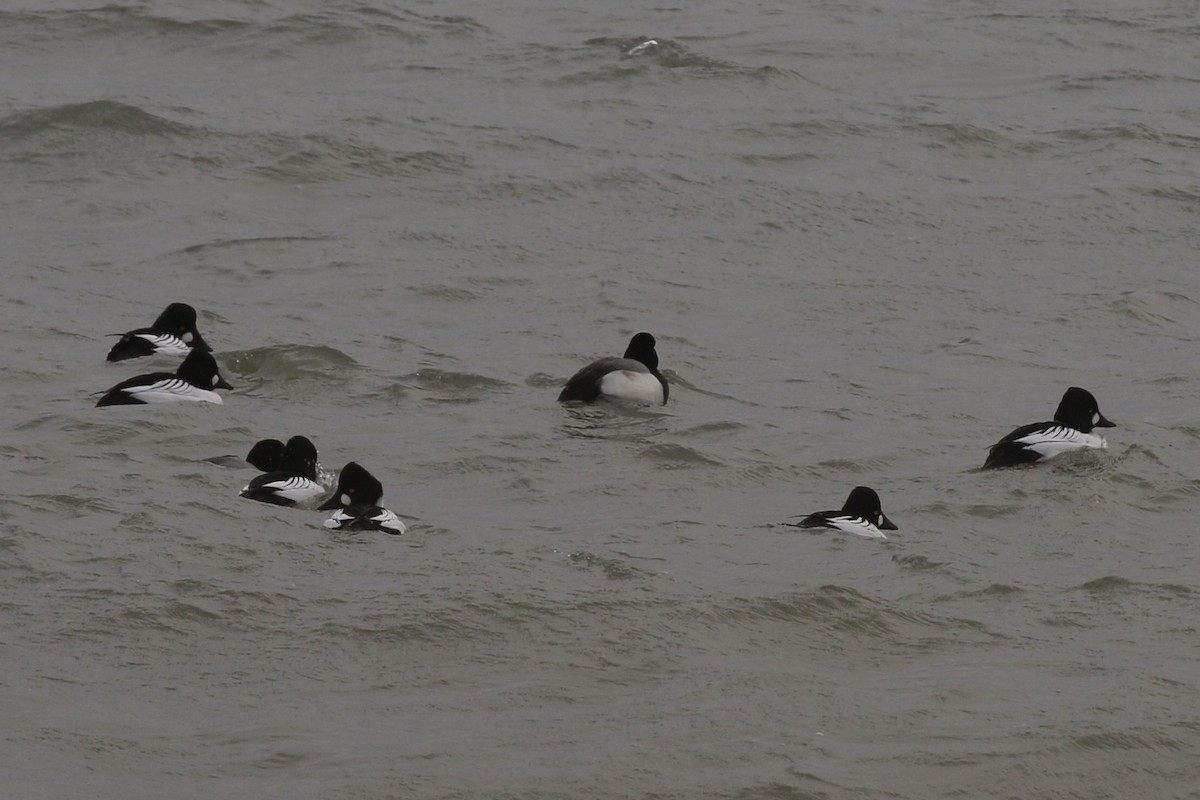 Common Goldeneye - ML613699955