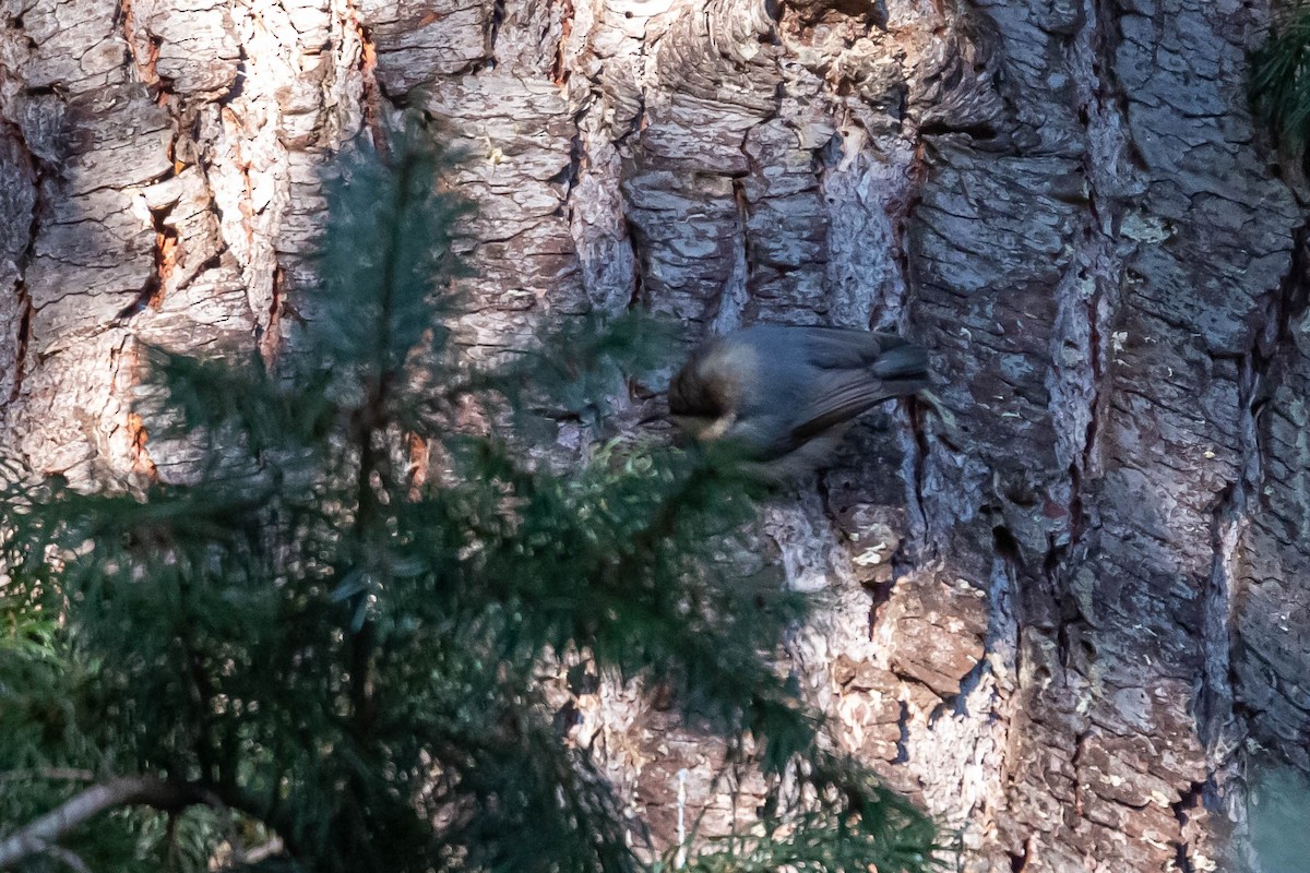 Pygmy Nuthatch - Jefferson Ashby