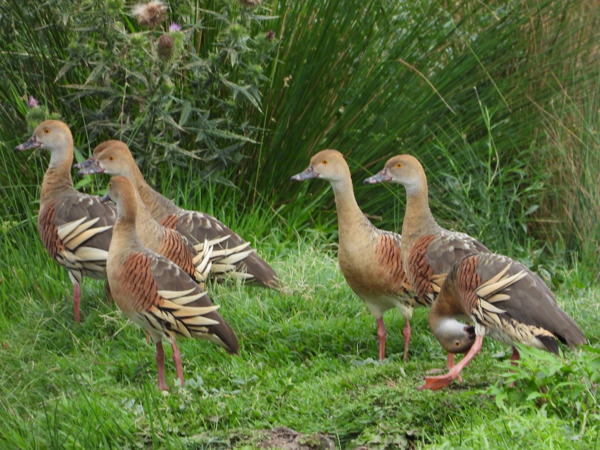 Plumed Whistling-Duck - Ted Elks