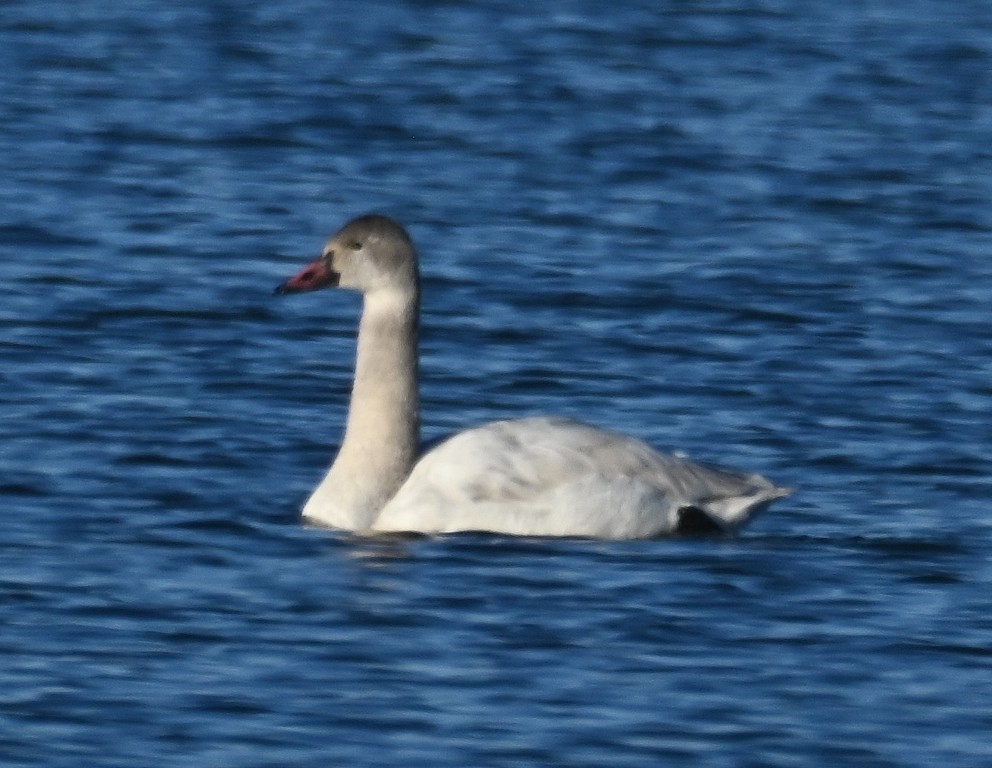 Tundra Swan - ML613700024