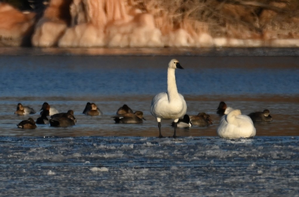 Tundra Swan - Steve Davis