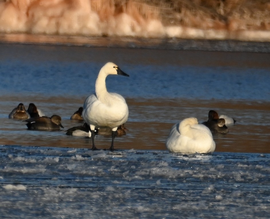 Tundra Swan - ML613700026