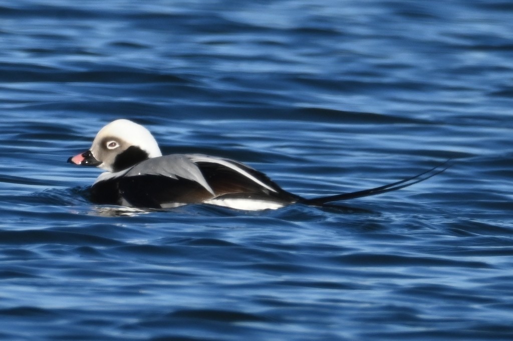 Long-tailed Duck - ML613700164