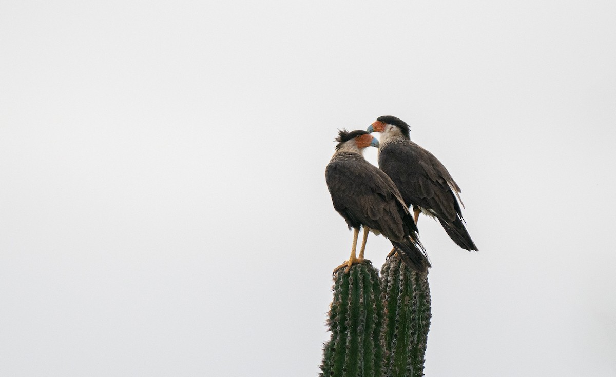 Crested Caracara (Northern) - Forest Botial-Jarvis