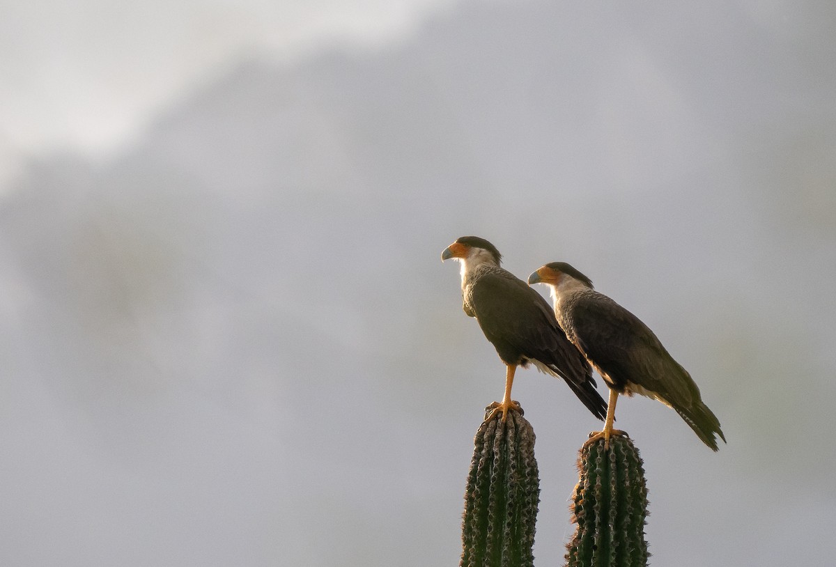 Crested Caracara (Northern) - Forest Botial-Jarvis