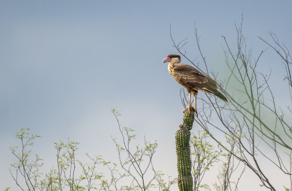 Crested Caracara (Northern) - Forest Botial-Jarvis