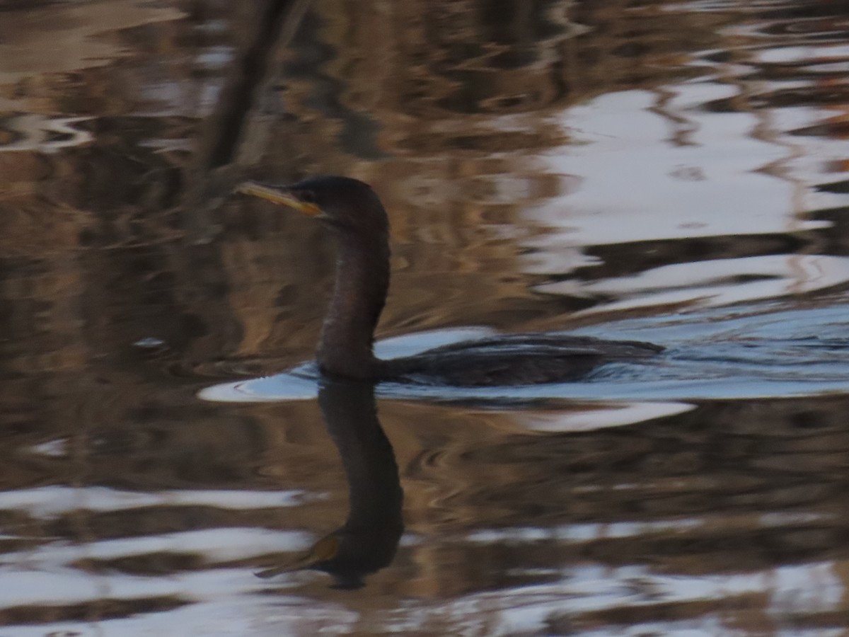 Neotropic Cormorant - Bryant Olsen