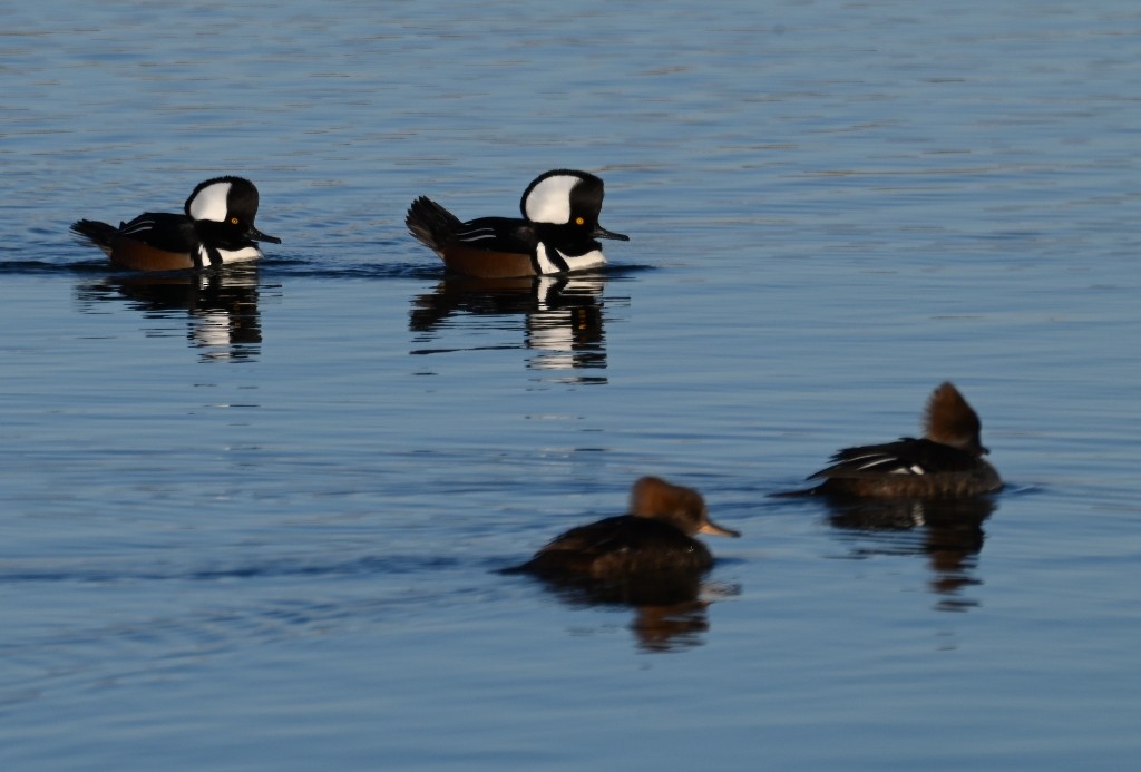 Hooded Merganser - ML613700255