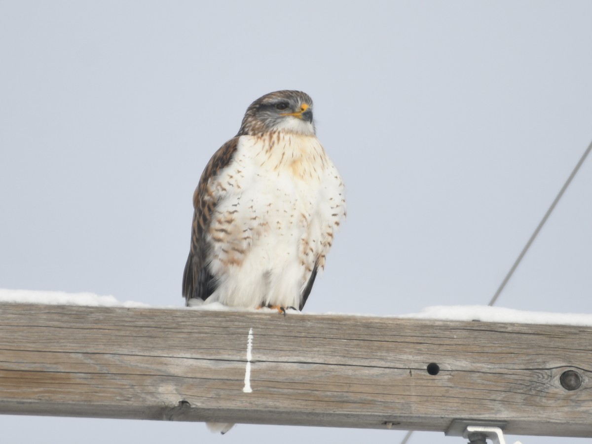 Ferruginous Hawk - Kent Kleman