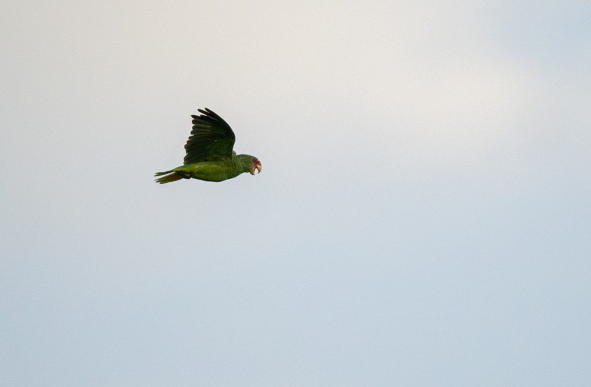 White-fronted Parrot - Forest Botial-Jarvis