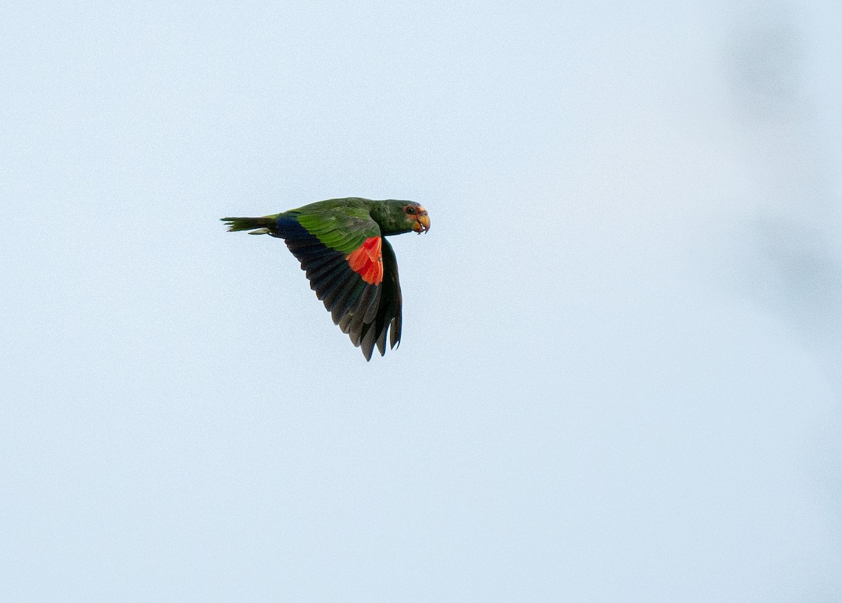 White-fronted Parrot - Forest Botial-Jarvis