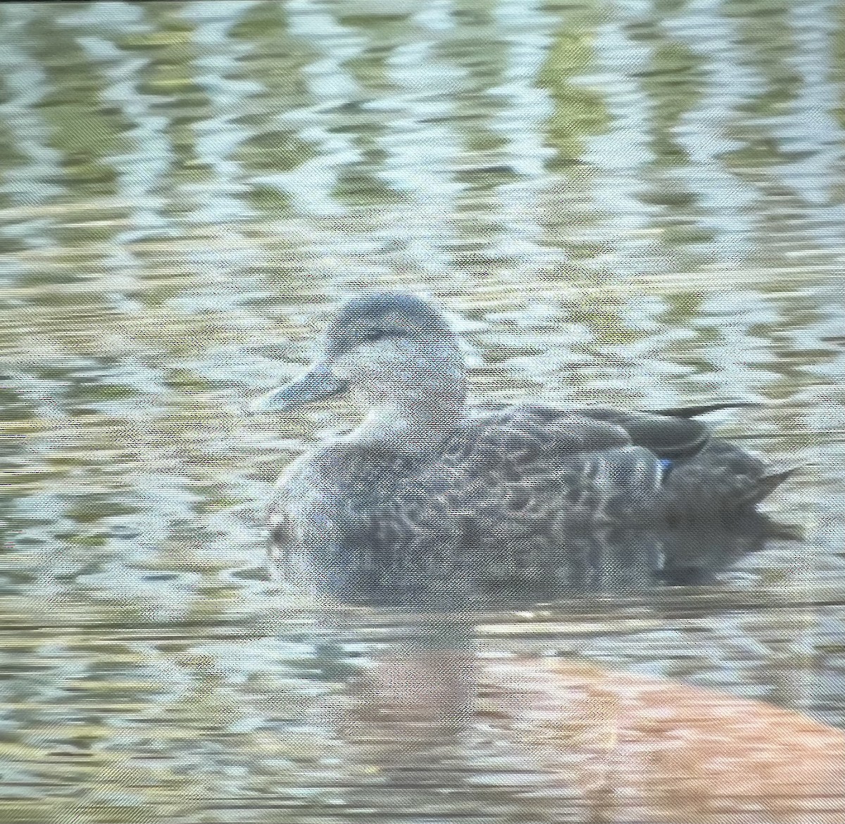 American Black Duck - ML613700367