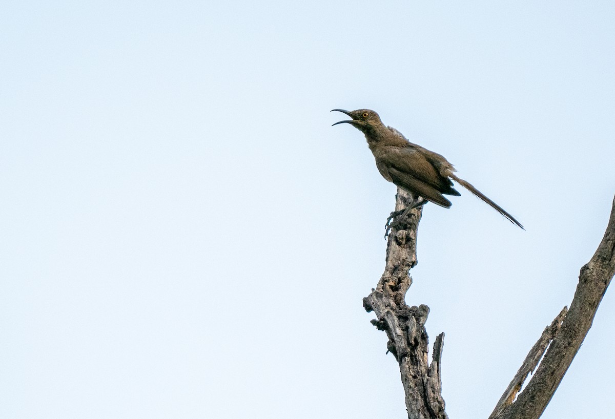 Curve-billed Thrasher - Forest Botial-Jarvis