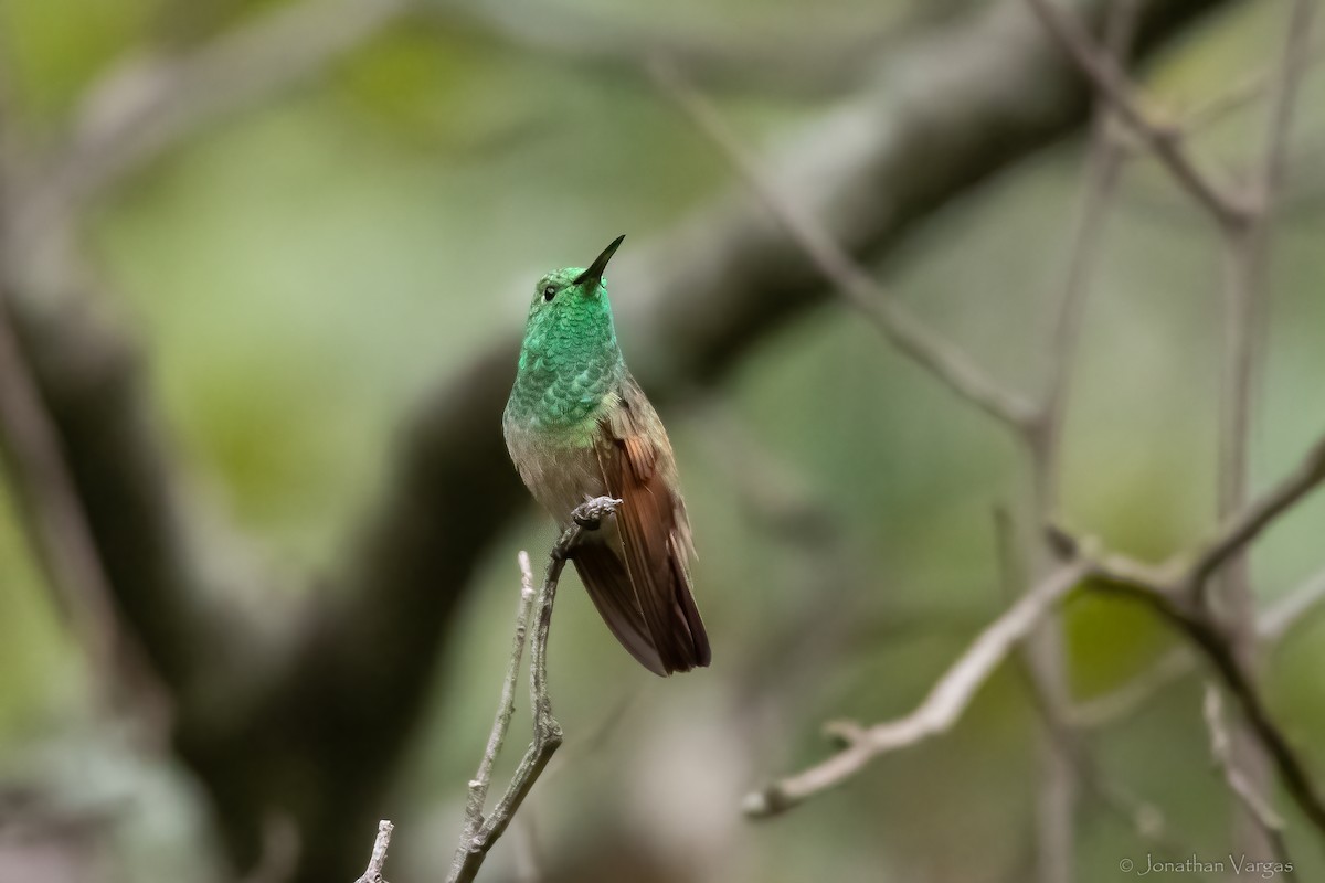 Berylline Hummingbird - ML613700421