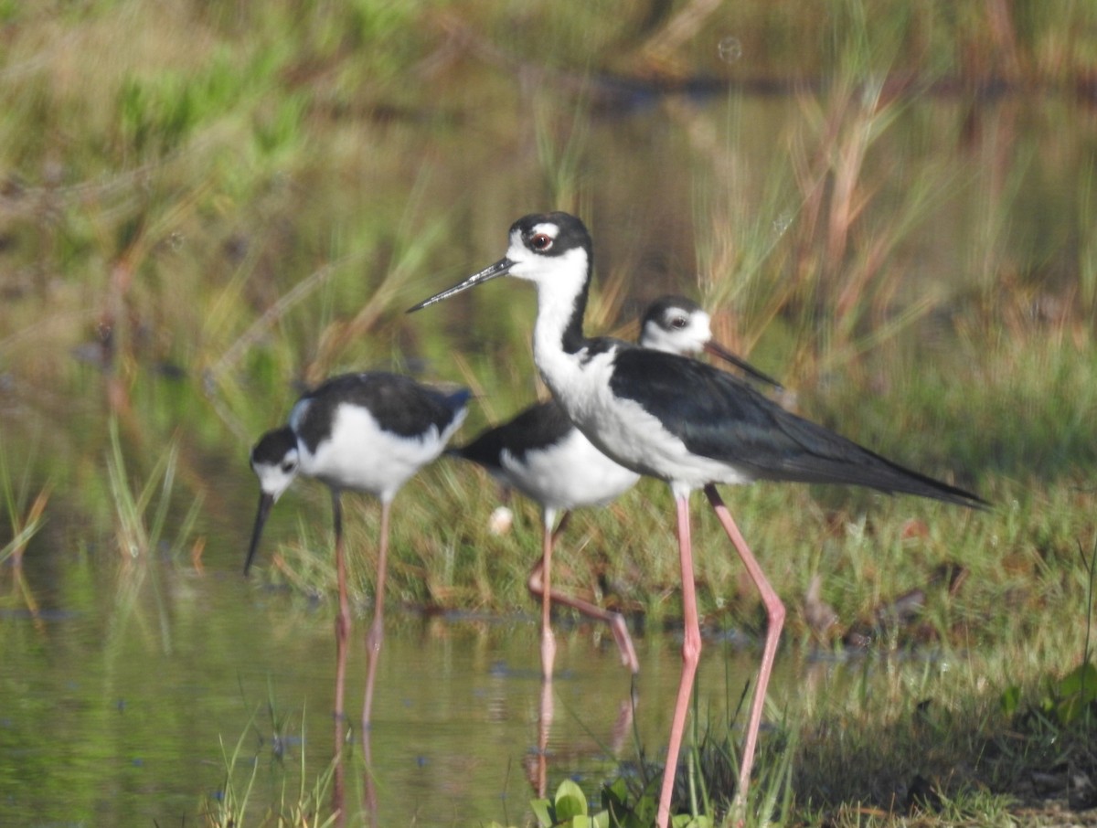 Black-necked Stilt - ML613700436