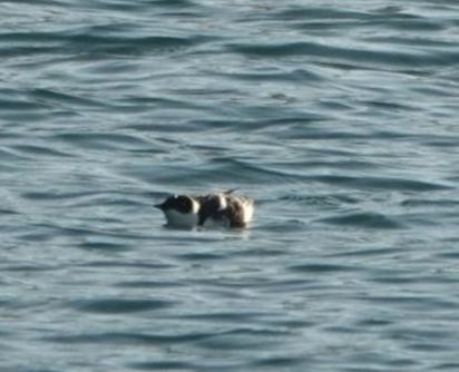 Marbled Murrelet - ML613700461