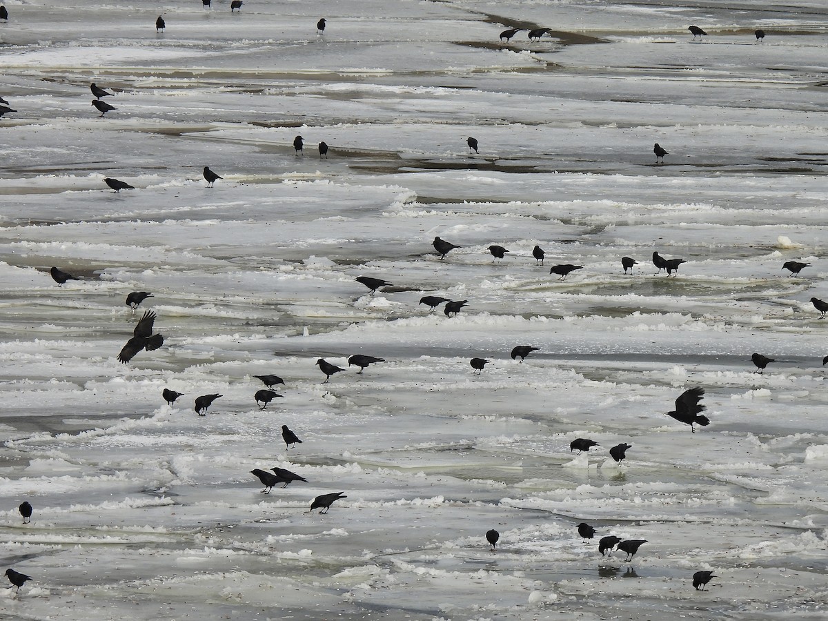 American Crow - ML613700521