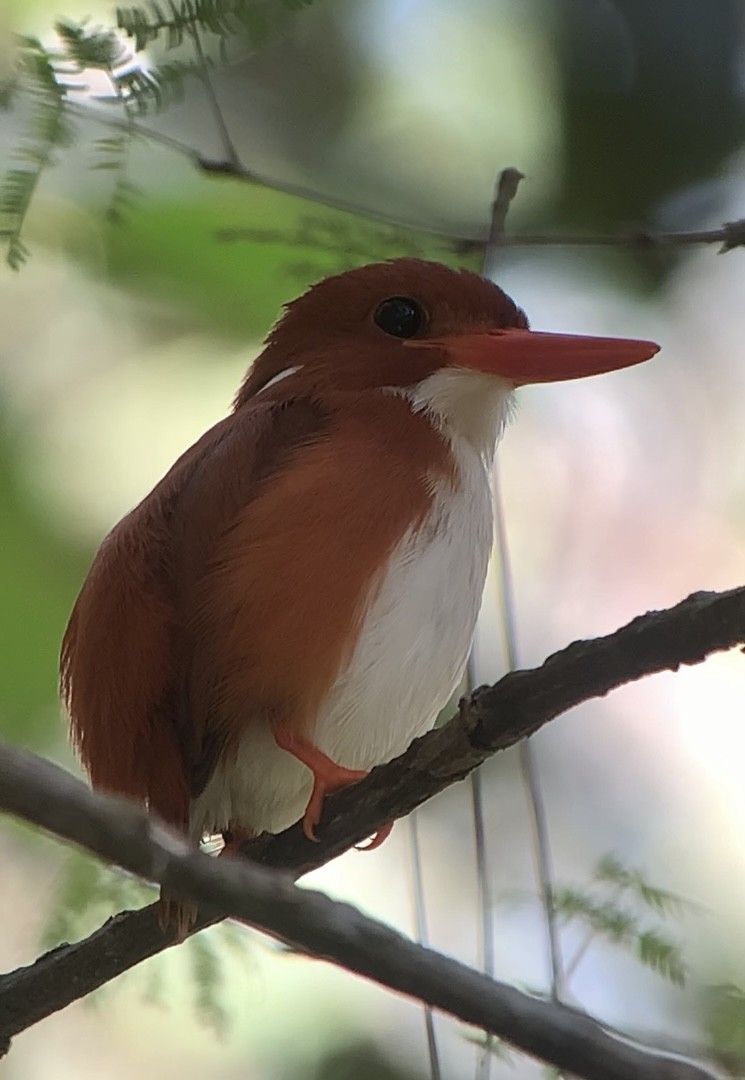 Martin-pêcheur malgache - ML613700628