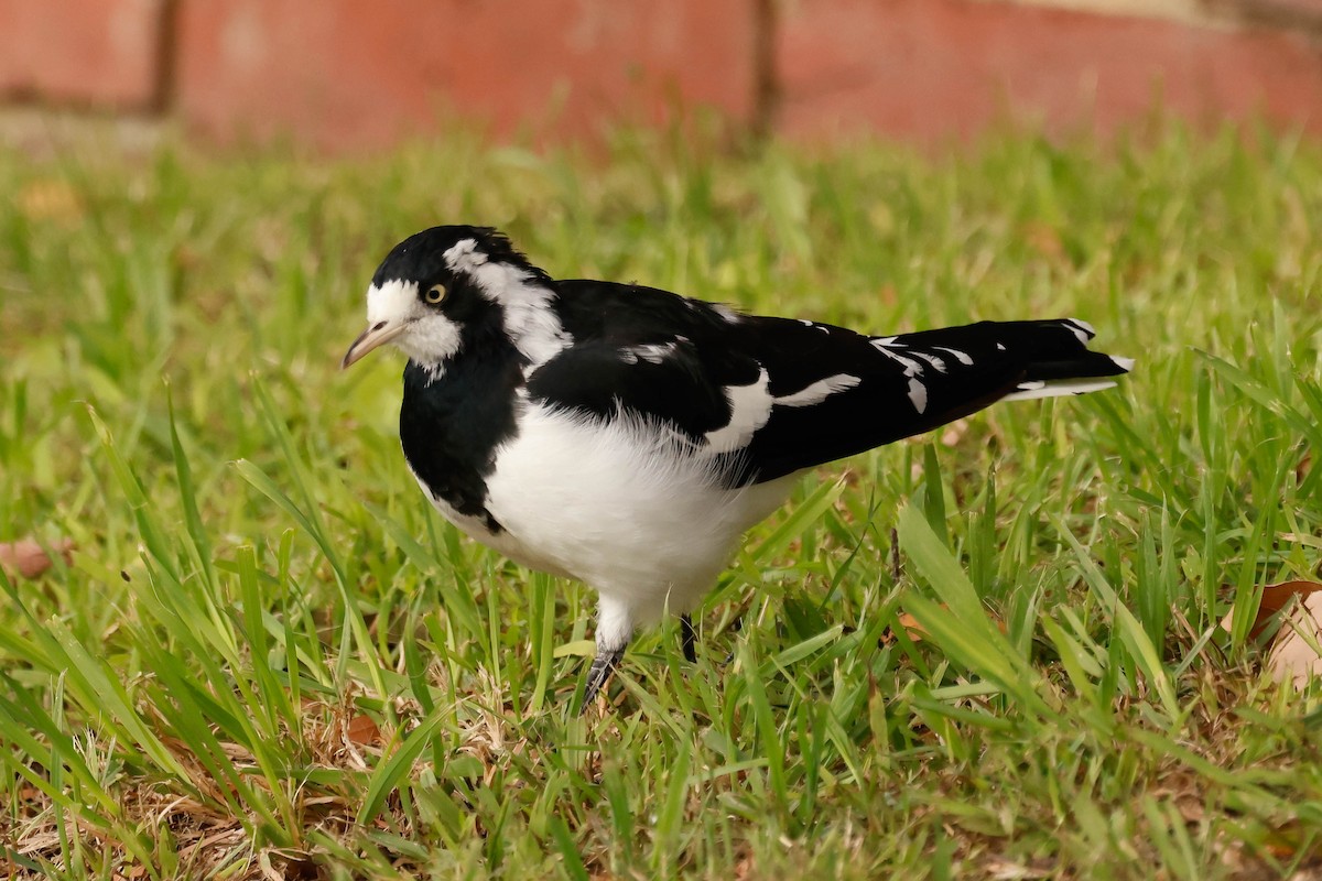 Magpie-lark - Barry Langdon-Lassagne