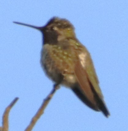 Anna's Hummingbird - ML613700694