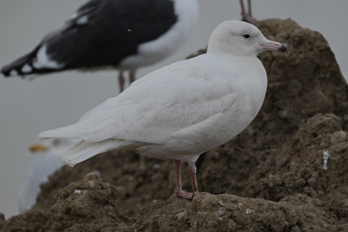 Glaucous Gull - ML613700742