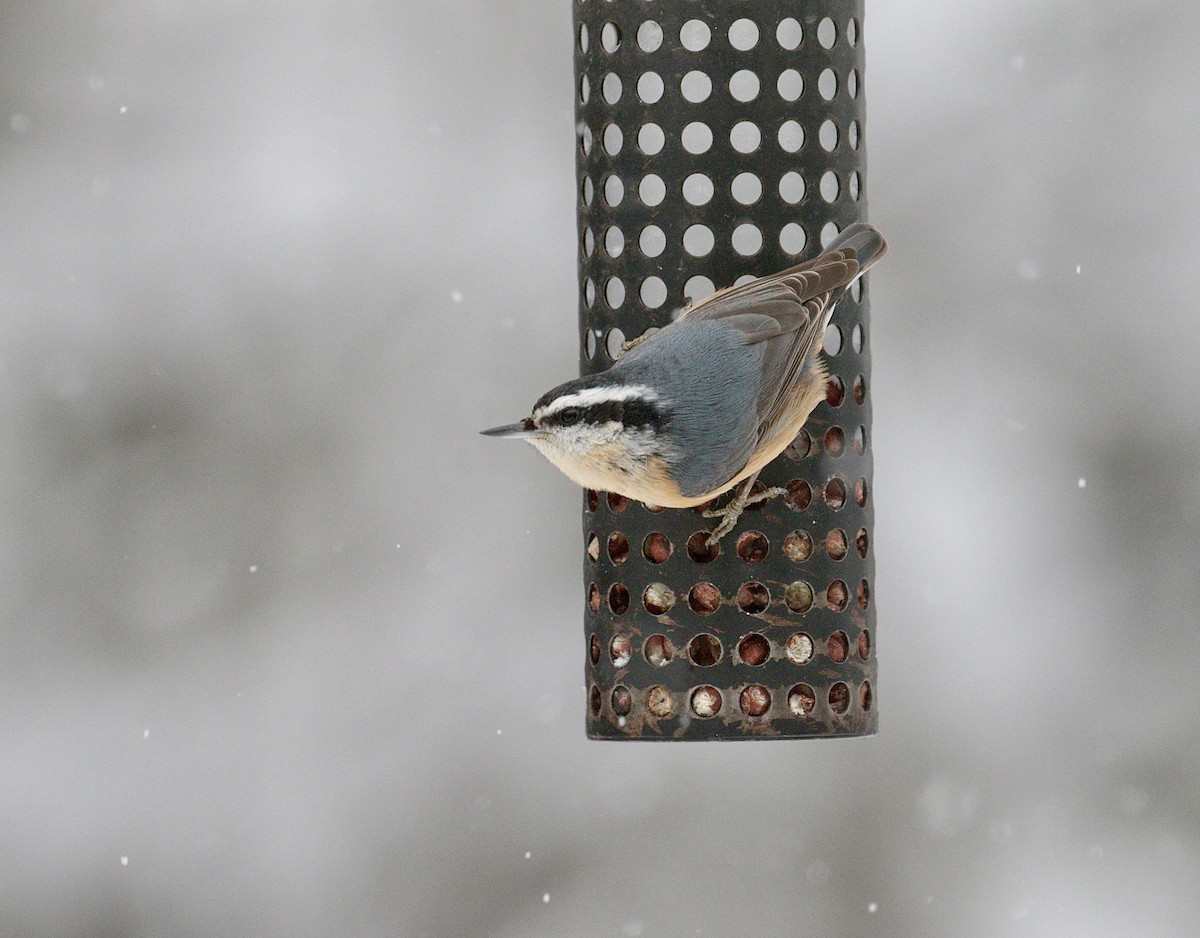 Red-breasted Nuthatch - ML613700799