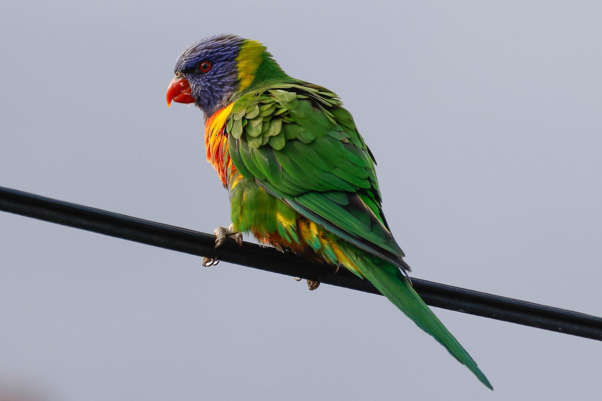 Rainbow Lorikeet - ML613700856