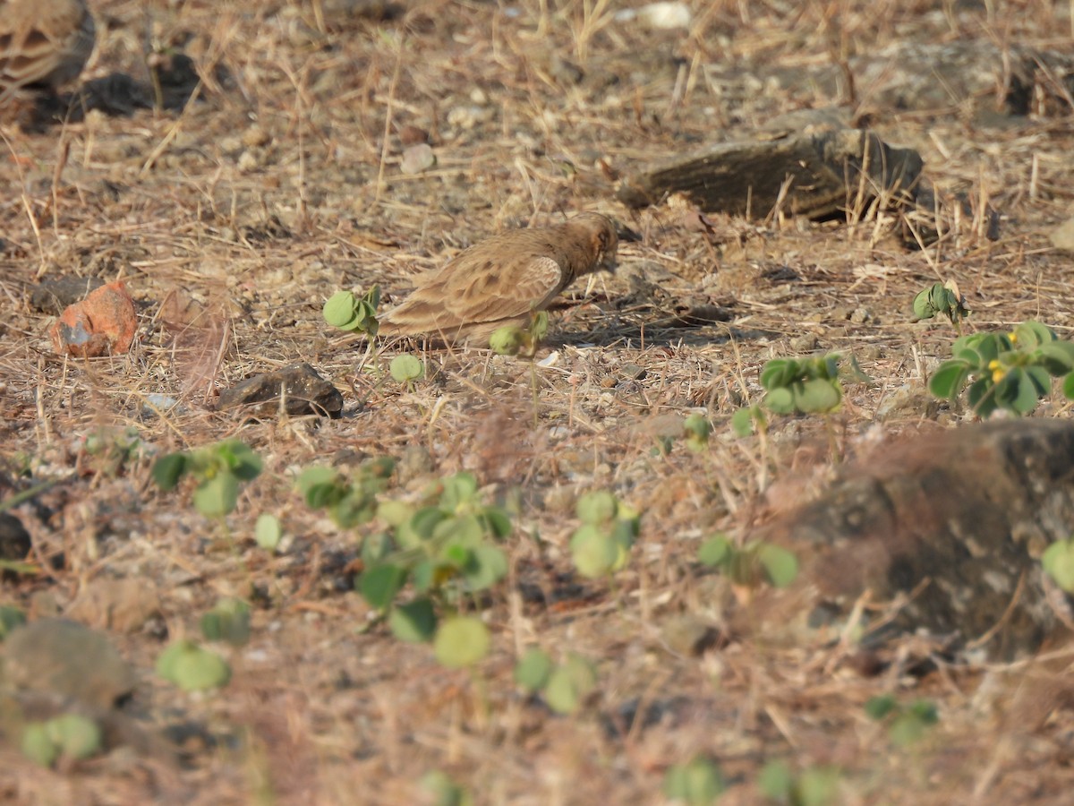 Ashy-crowned Sparrow-Lark - ML613700899