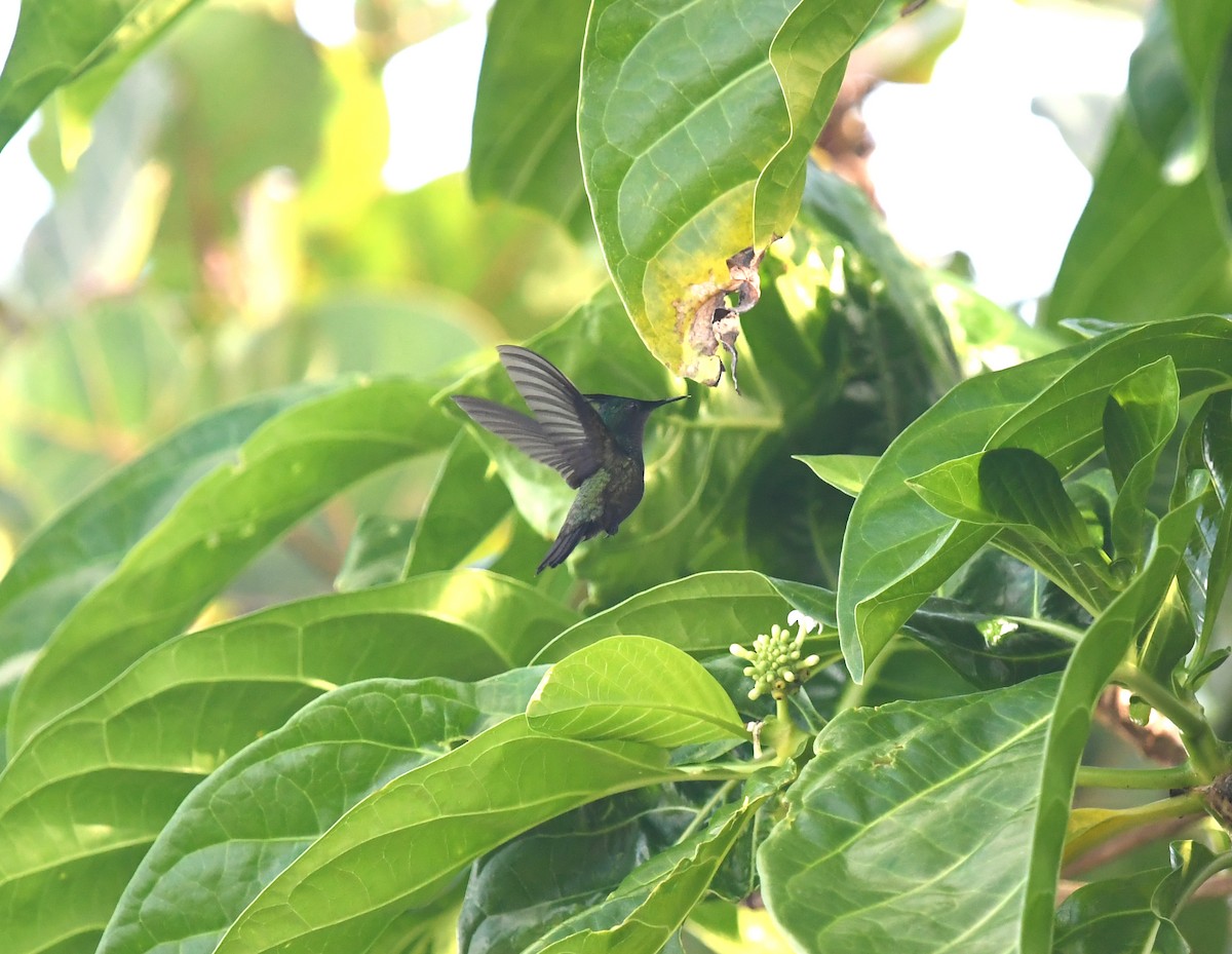 Antillean Crested Hummingbird - ML613700932