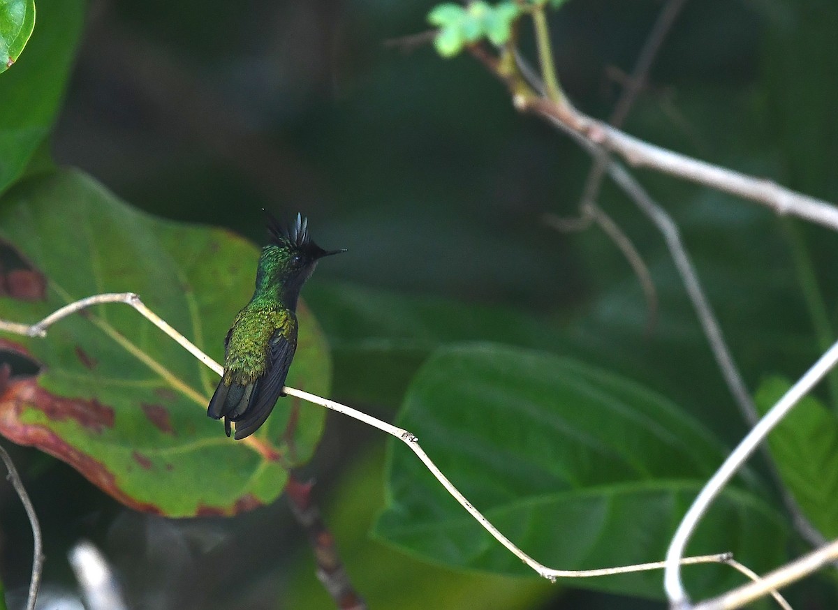 Antillean Crested Hummingbird - Joye Zhou