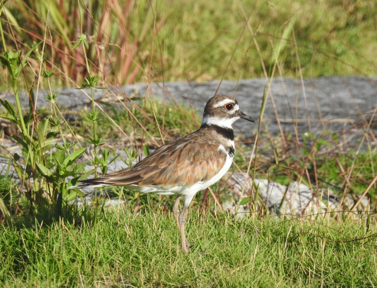 Killdeer - Allen HENDRICK 864.360.5468