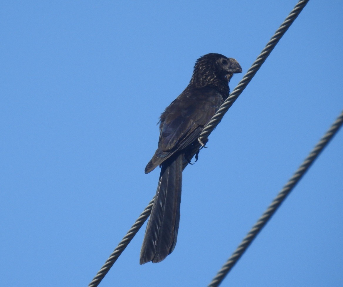 Smooth-billed Ani - ML613701052