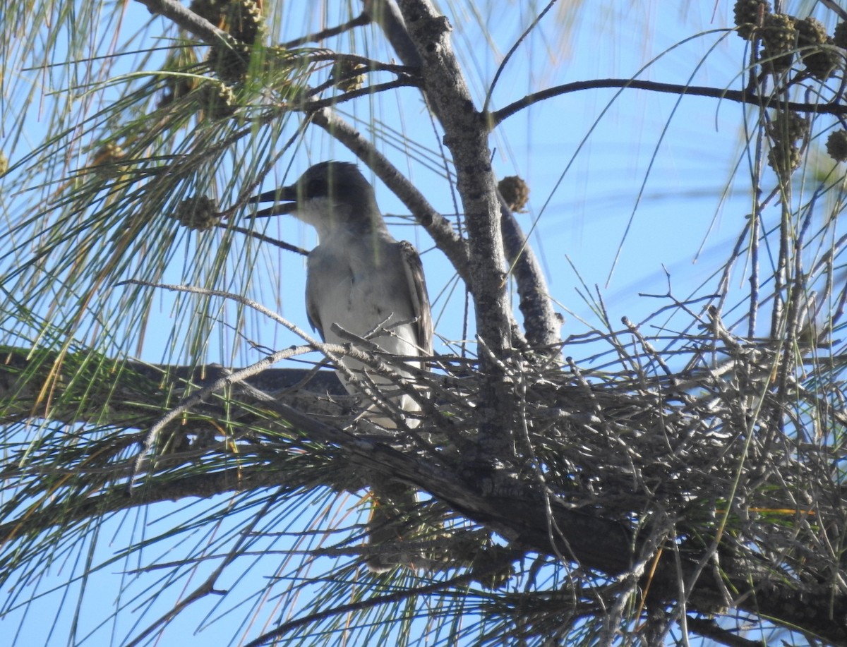 Gray Kingbird - ML613701060